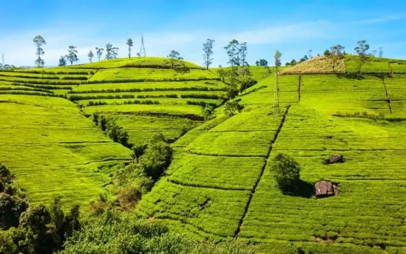 Kandy to Nuwara Eliya Day Tour